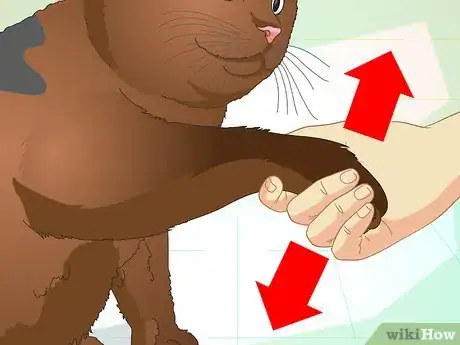 Image titled Teach Your Cat to Do Tricks Step 14