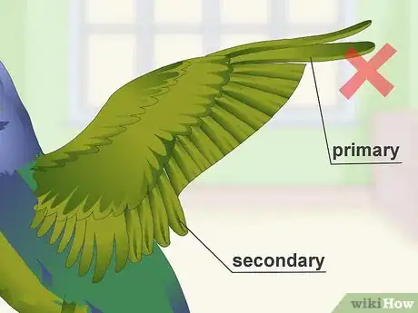 Image titled Keep Pionus Parrots Groomed Step 9