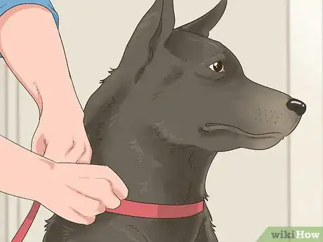 Image titled Manage Behavioral Dysfunction in Older Dogs Step 17