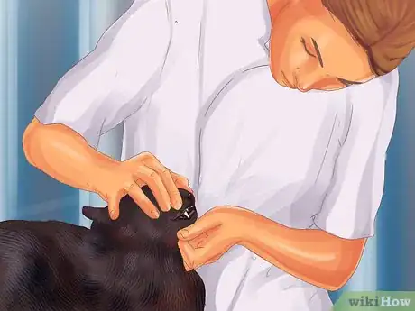 Image titled Diagnose and Treat Periodontitis in Cats Step 4