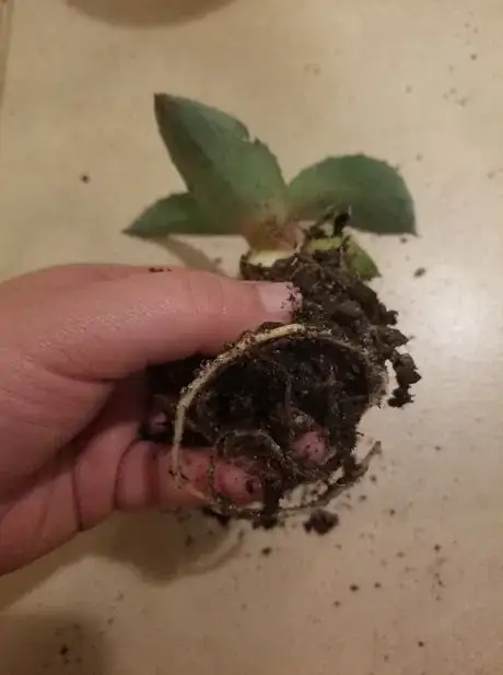 Image titled Brushoffdirt