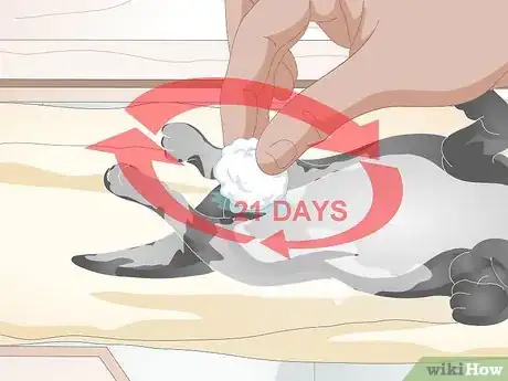 Image titled Keep Orphaned Newborn Puppies Clean Step 8