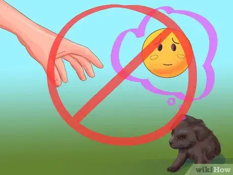 Image titled Choose a Lowchen Puppy Step 9