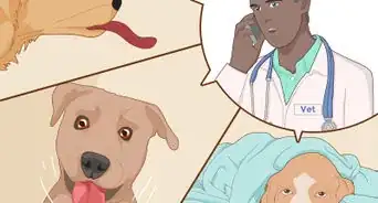 Keep a Dog Cool in Hot Weather