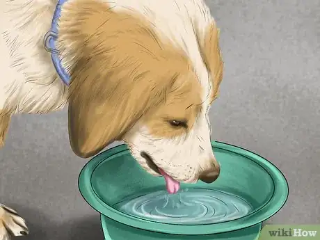 Image titled Care for Your Dog on the Beach Step 19