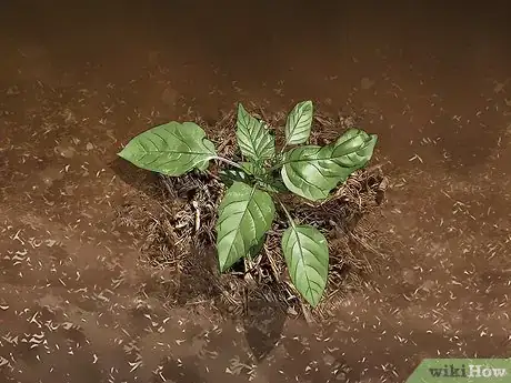 Image titled Grow Tomatillos Step 8