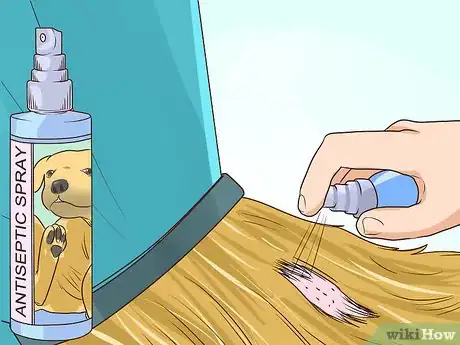 Image titled Prevent Older Dogs from Creating Lick or Scratch Sores Step 15