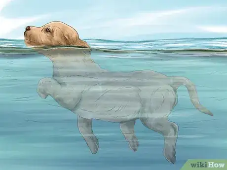 Image titled Safely Introduce Your Dog to Water Step 10