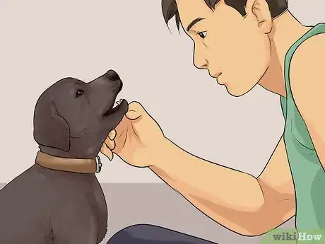 Image titled Buy a Labrador Retriever Puppy Step 6