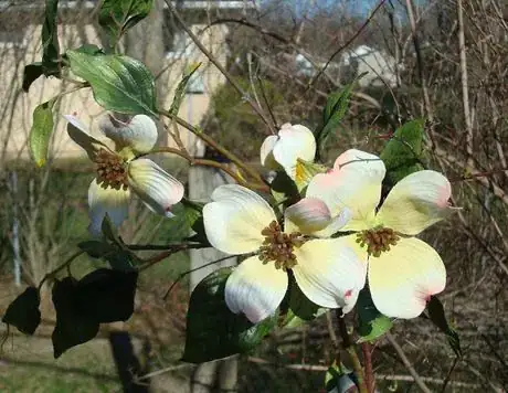 Image titled Dogwoodthree