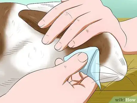 Image titled Deliver Eye Medication to Rabbits Step 8