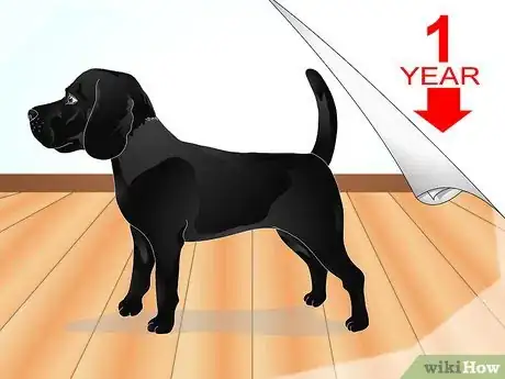 Image titled Diagnose Ascarids in Dogs Step 2