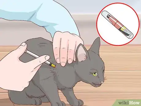 Image titled Make an Evacuation Kit for Your Cat Step 19