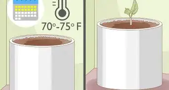 Grow a Calla Lily Indoors