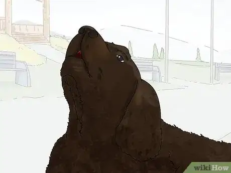 Image titled Identify an American Water Spaniel Step 13