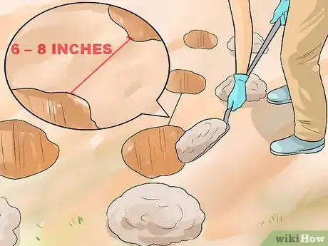 Image titled Plant Allium Bulbs Step 4