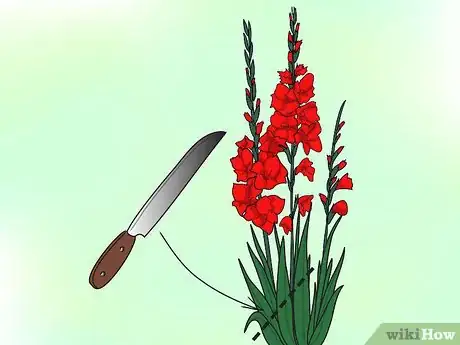 Image titled Grow Gladiolus Step 14Bullet2