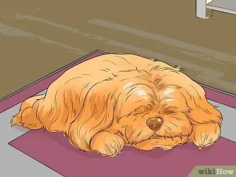 Image titled Diangose Juvenile Renal Dysplasia in Shih Tzus Step 4