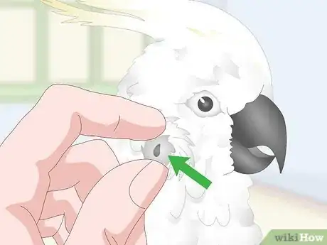 Image titled Choose a Cockatoo Step 10