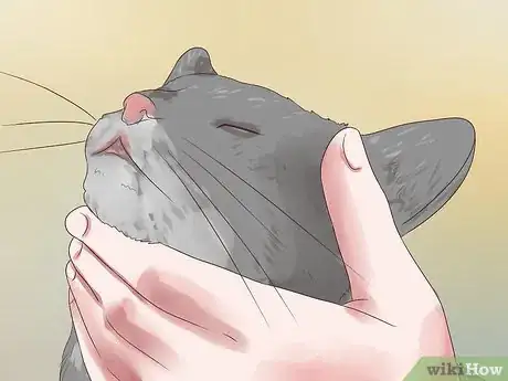 Image titled Treat Epilepsy in Cats Step 4