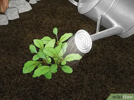 Image titled Grow African Daisy (Arctotis) Step 11