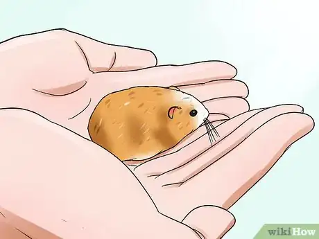 Image titled Tame an Older Hamster Step 14