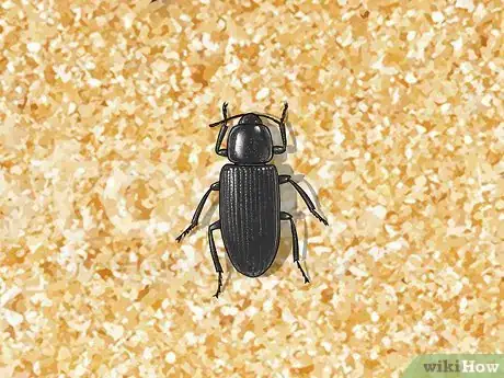 Image titled Identify Household Pests Step 5