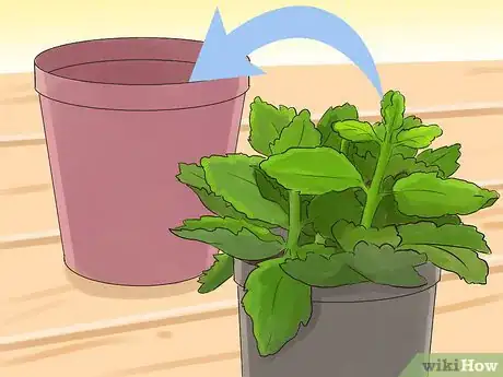 Image titled Prune Kalanchoe Step 7