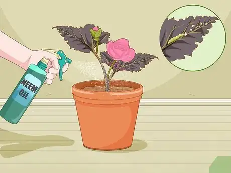 Image titled Make Begonias Bloom Step 9