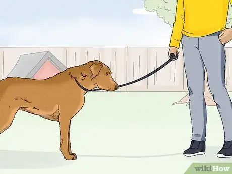 Image titled Identify a Chesapeake Bay Retriever Step 15