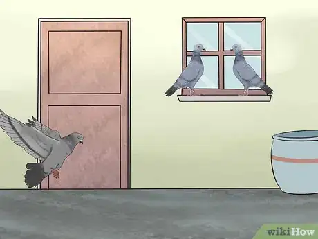 Image titled Tame Pigeons to Be out of Cage Permanently Step 15