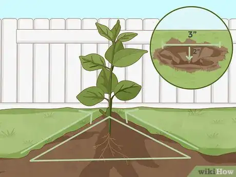 Image titled Plant a Persimmon Tree Step 5