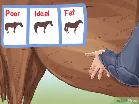 Image titled Monitor a Horse's Weight in Winter Step 1
