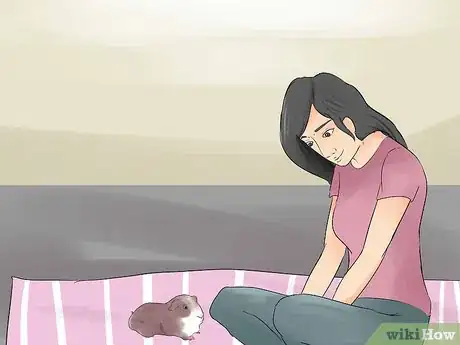 Image titled Introduce Your Guinea Pig to Floor Time Step 16