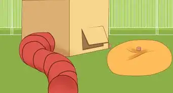 Exercise Your Ferret in a Playpen