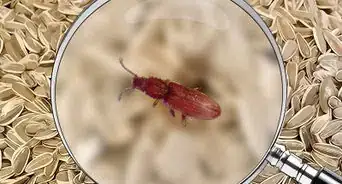 Identify Beetles
