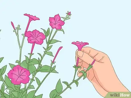 Image titled Prune Petunias Step 12