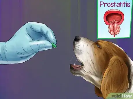 Image titled Treat Prostate Disease in Intact Male Dogs Step 6