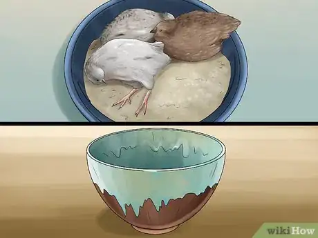 Image titled Keep Button Quail Groomed Step 1