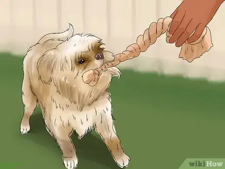 Image titled Care for an Affenpinscher Step 7