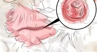 Tell the Difference Between Male and Female Ducks