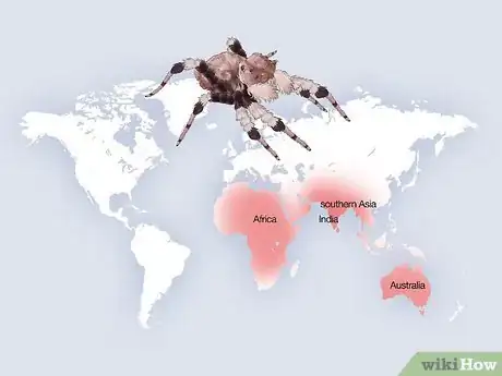 Image titled Identify a Portia Spider Step 1