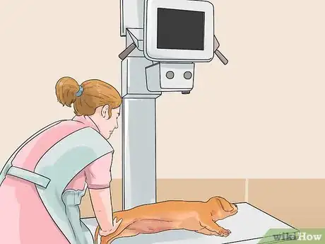 Image titled Promote Safe Whelping for Short Legged Dog Breeds Step 1