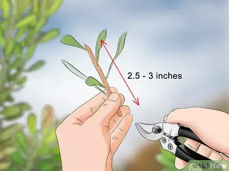 Image titled Grow Protea Step 13