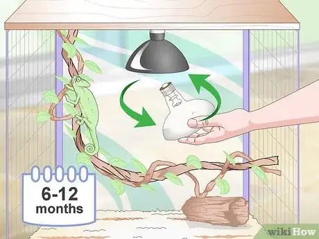 Image titled Prevent MBD in Chameleons Step 8