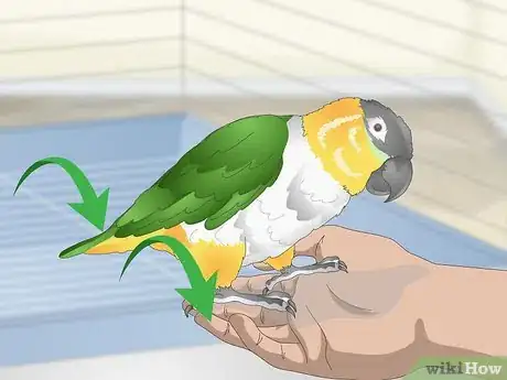 Image titled Handle Your Caique Parrot Step 4