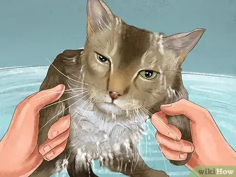 Image titled Take Care of a Singapura Cat Step 9