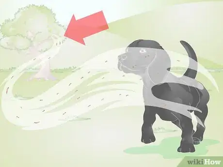 Image titled Treat Canine Allergies Step 2