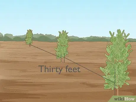 Image titled Grow Garcinia Cambogia Fruit Step 9