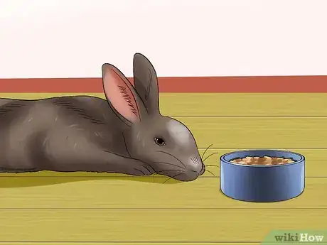 Image titled Diagnose Dental Problems in Rabbits Step 7